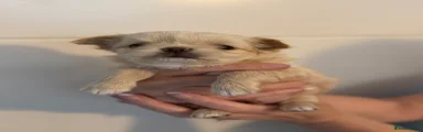 Chihuahua 1