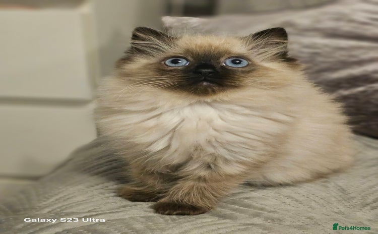 Ragdoll cats - Advert 3