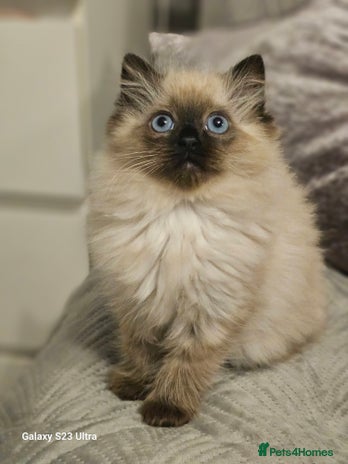 Ragdoll cats - Advert 13