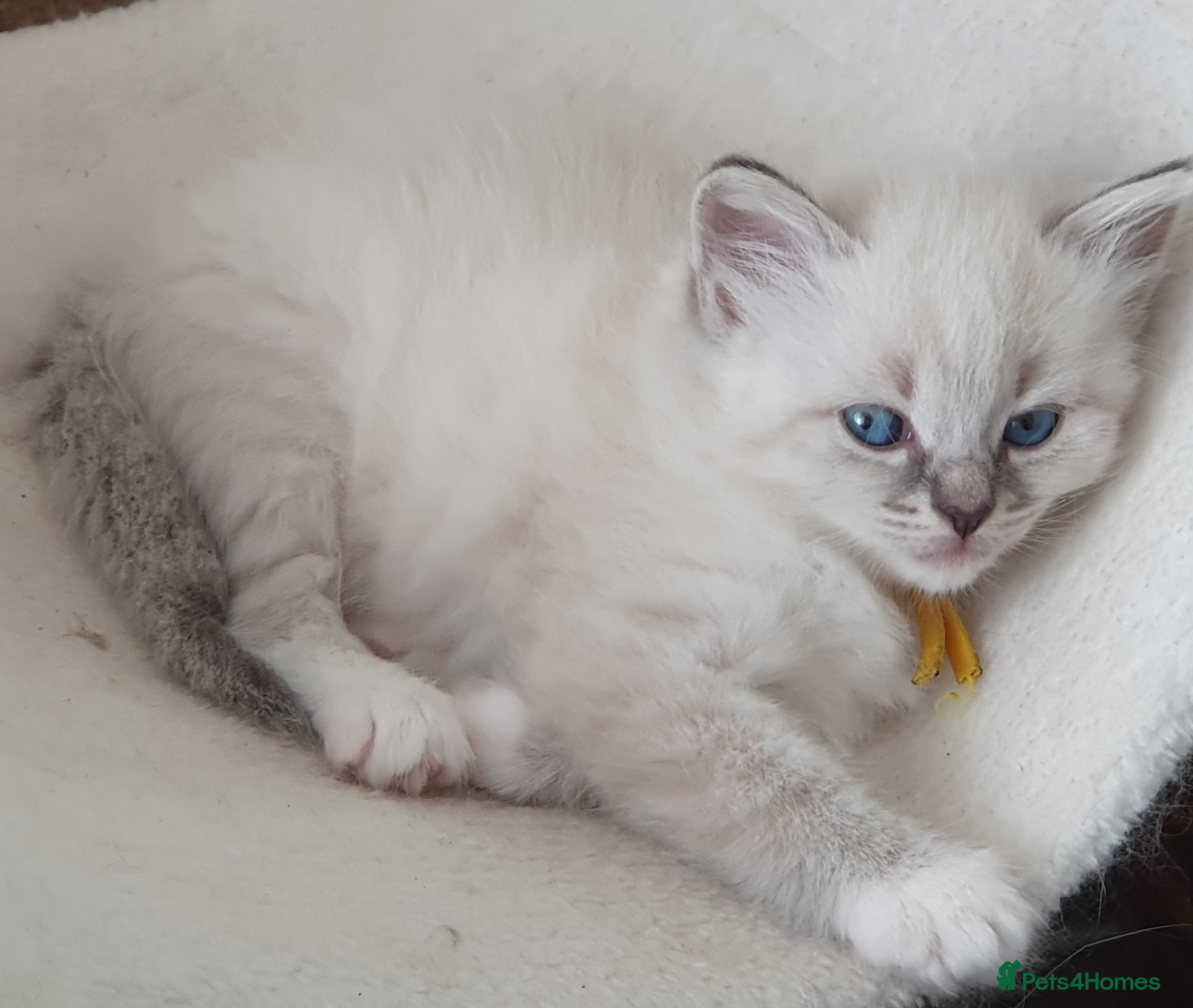 Siberian cats Gorgeous Neva Masquerade Babies - Advert 2