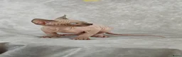 Sphynx cats for sale: Exceptional Sphynx Kittens – Best Pedigree.  - Advert 8