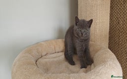 British Shorthair cats for sale: British shorthair blue/lilac kittens  - Image 12