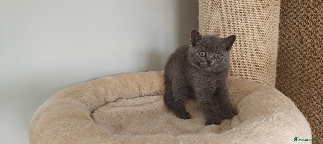 British Shorthair cats for sale: British shorthair blue/lilac kittens  - Image 12