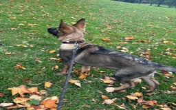 German Shepherd dogs for sale: Dark Sable German Shepherd Puppy (Male) - Advert 4