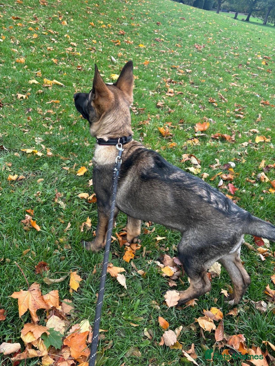 German Shepherd dogs for sale: Dark Sable German Shepherd Puppy (Male) - Advert 4