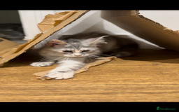 Maine Coon cats for sale: Maine coon kittens  - Image 5