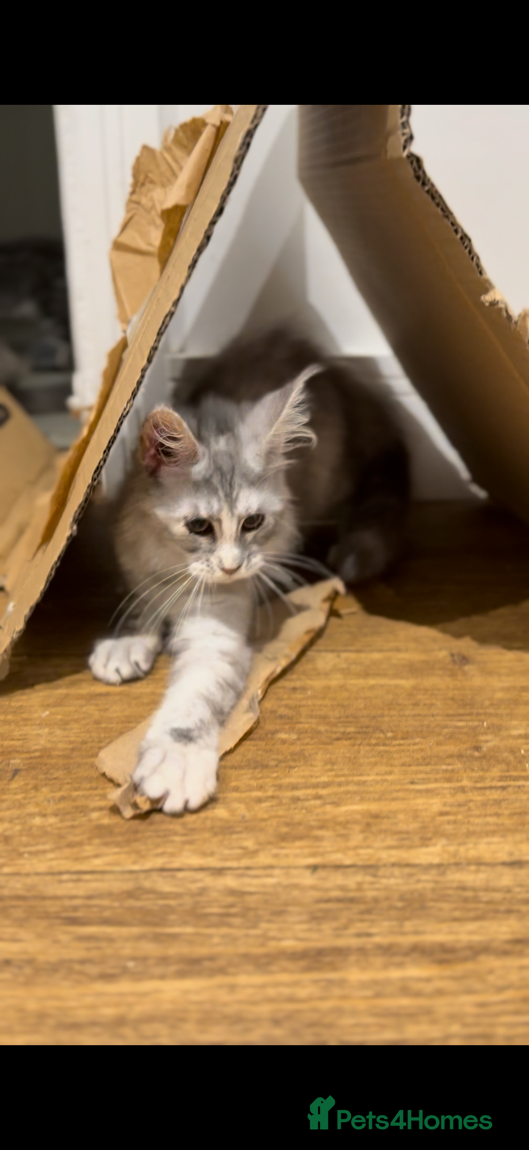 Maine Coon cats for sale: Maine coon kittens  - Image 5