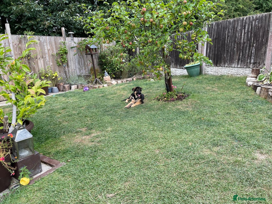 German Shepherd dogs for sale: REX - German Shepherd Boy - 15 months old  - Image 17