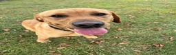 Labrador Retriever dogs for sale: Labrador, fantastic male for sale  in Market Rasen - Advert 3