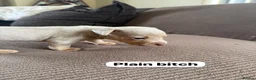 Jack Russell dogs for sale: Wenlock Jack Russells  - Advert 9