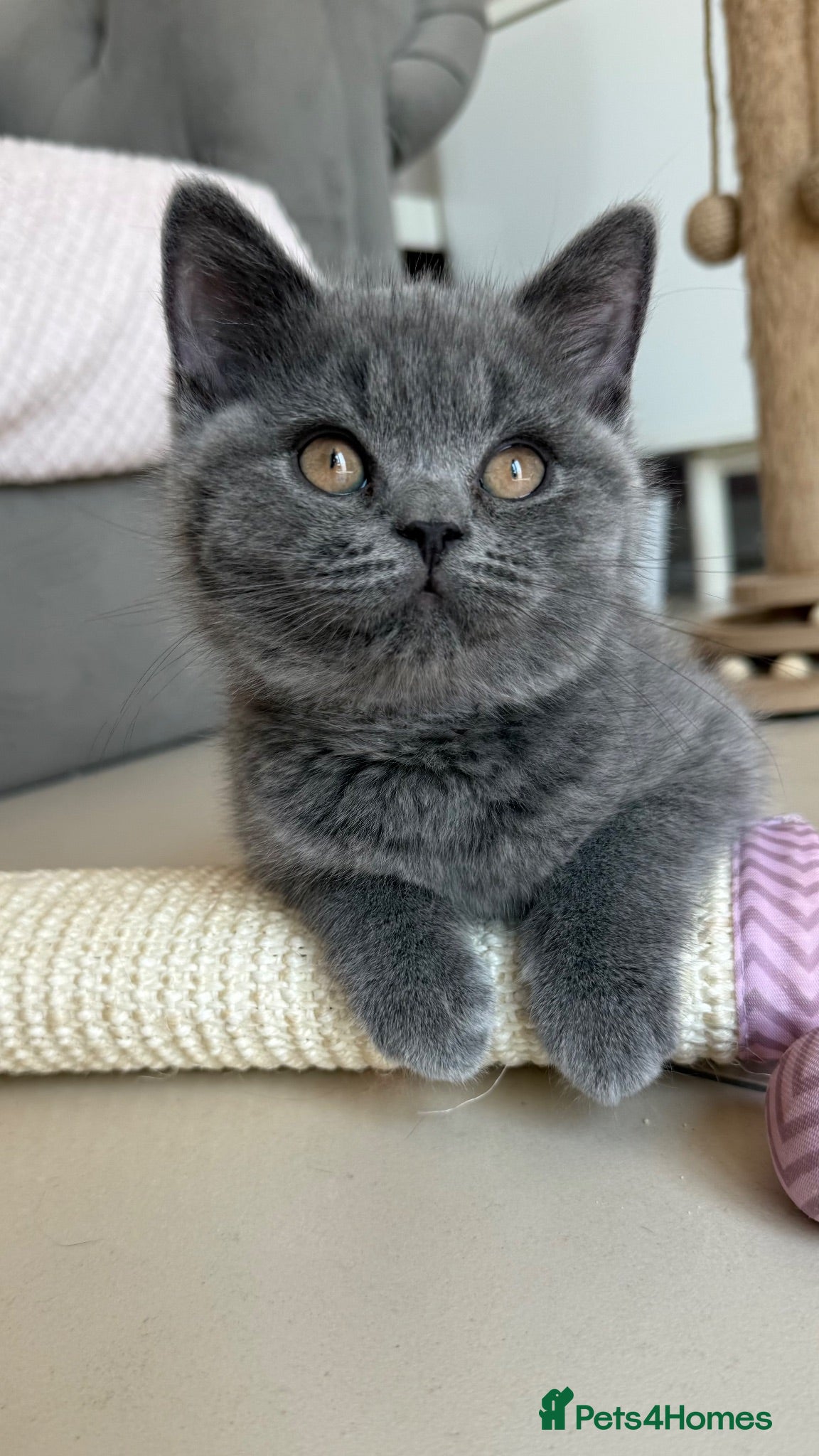 British Shorthair cats Ready for new homes - British Shorthair Kittens - Advert 12