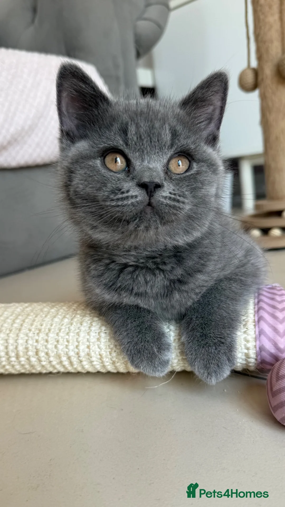 British Shorthair cats for sale: Ready for new homes - British Shorthair Kittens - Advert 1