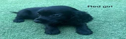 Cocker Spaniel dogs for sale: Beautiful cocker spaniel - Advert 14