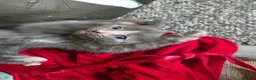 British Shorthair cats for sale: 4 British short-hair kittens, 1 male , 3 female - Advert 8