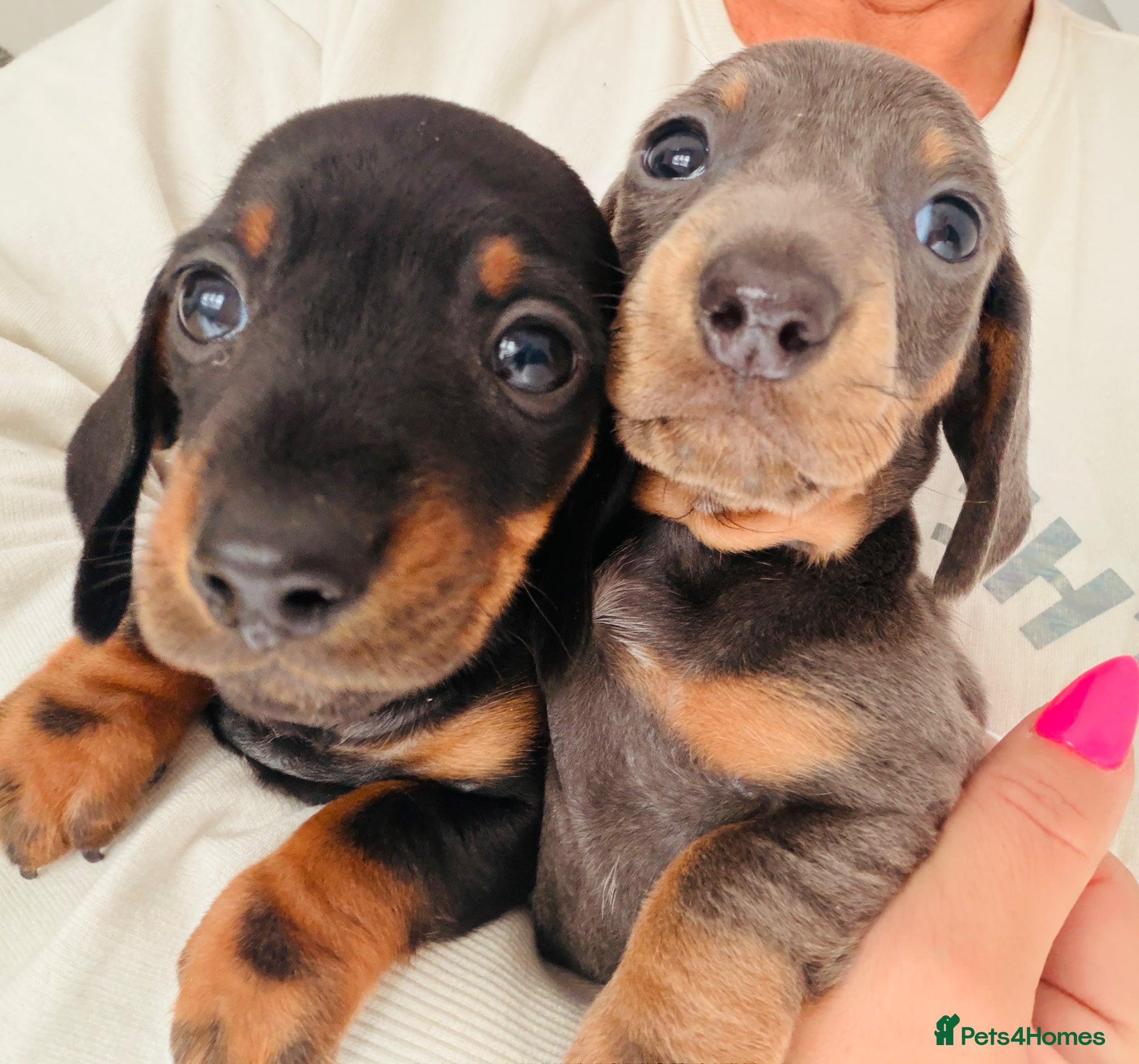 Miniature Dachshund dogs Miniature Dachshund pups KC reg pra cord1 clear - Advert 6