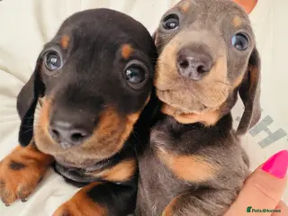 Miniature Dachshund dogs Miniature Dachshund pups KC reg pra cord1 clear - Advert 6