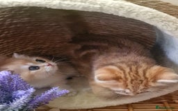 British Shorthair cats for sale: NY12 TICA GOLDEN BRITISH SHORTHAIR KITTENS  - Image 35