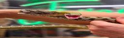 Rat Snake reptiles for sale: Taiwanese beauty snake orthriophis taeniurus - Advert 1