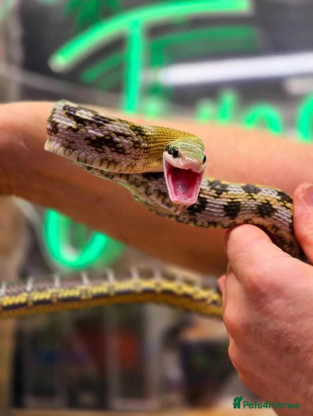 Rat Snake reptiles for sale: Taiwanese beauty snake orthriophis taeniurus - Advert 1