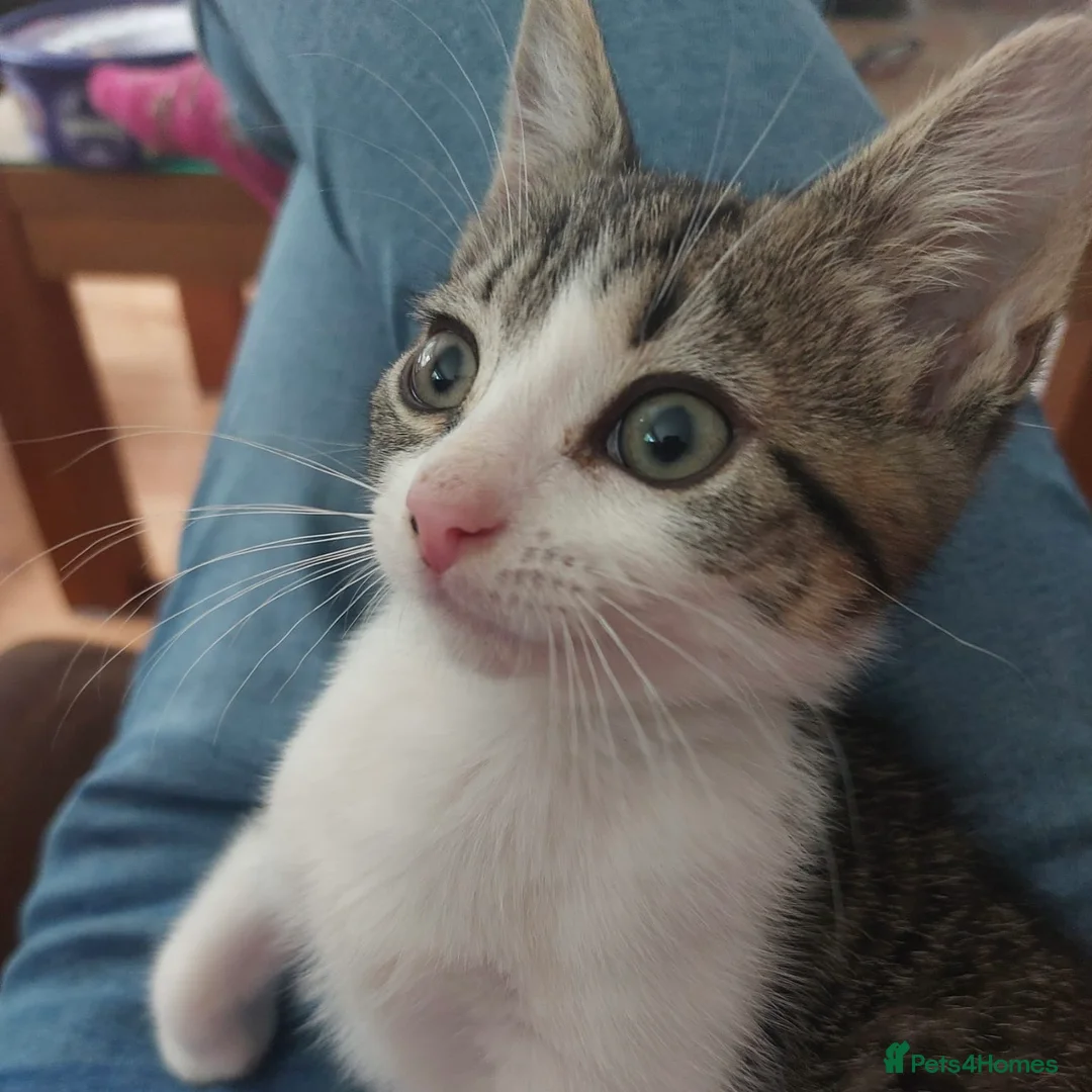 Domestic Shorthair cats for adoption: Bailey & Guinness, approx 14 week old brothers   - Advert 6