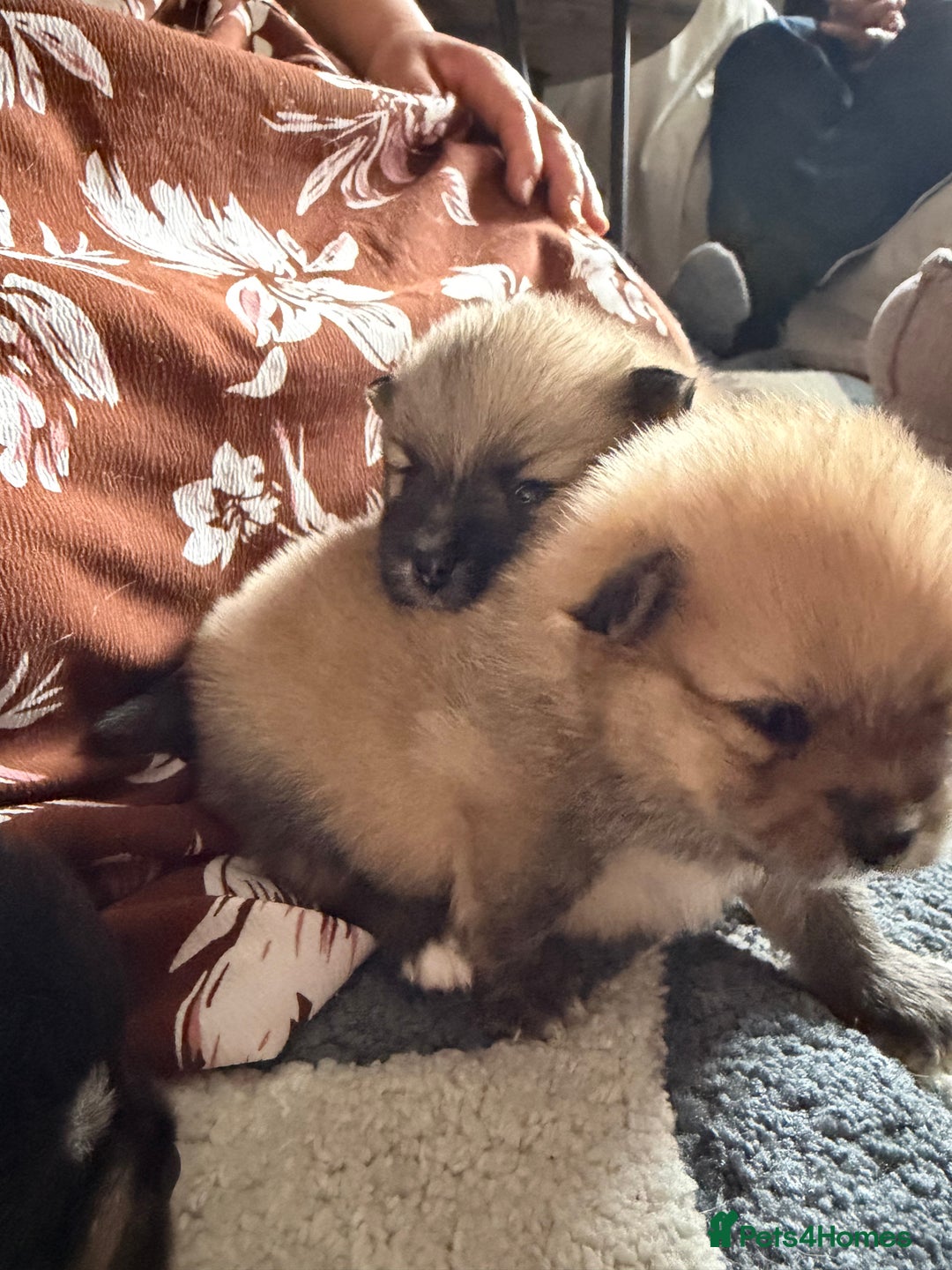 Pomeranian dogs for sale: EXTRA SMALL POMERANIAN PUPPIES  - Advert 21
