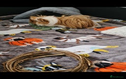 Guinea Pig rodents for sale: Pair of Male Guinea Pigs and complete set up - Image 8