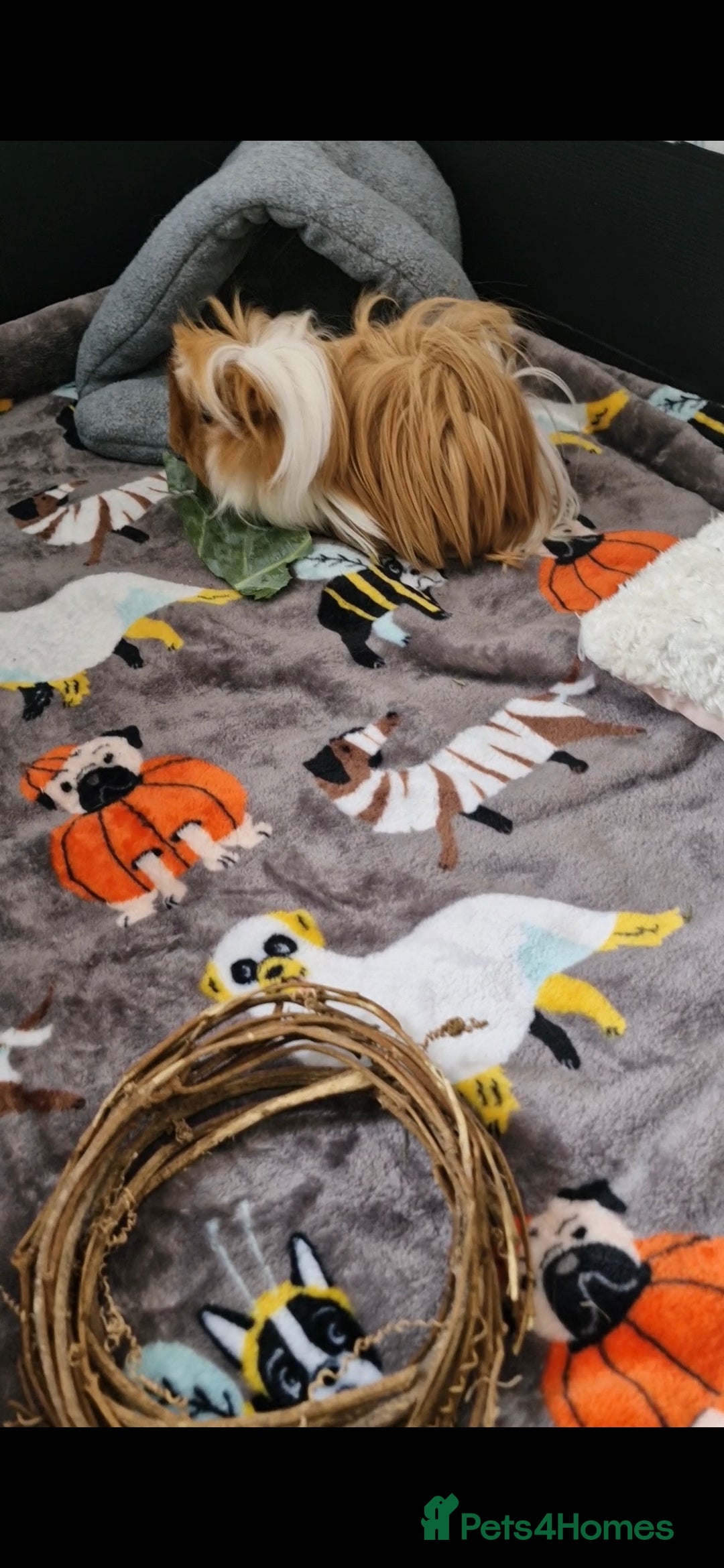 Guinea Pig rodents for sale: Pair of Male Guinea Pigs and complete set up - Image 8