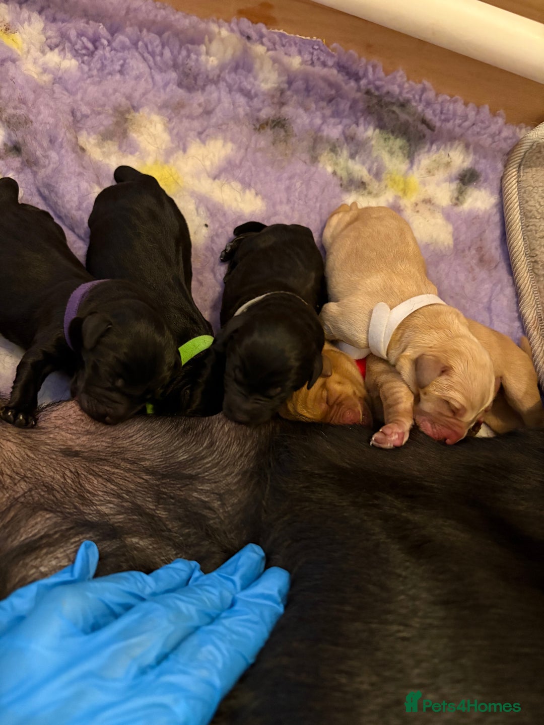 Labrador Retriever dogs for sale: Labrador puppies.  - Advert 19