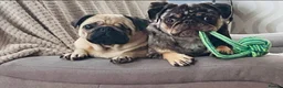 Pug dogs for stud: Milo  in Liverpool - Advert 3