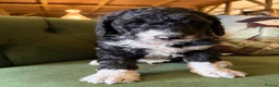 Bernedoodle dogs for sale: Black Bernedoodle Boy 1250 - Advert 7