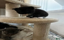 Scottish Fold cats for sale: Scottish Fold Cross Kittens - Image 3