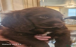 Cocker Spaniel dogs for sale: Cocker Spaniel puppies  - Image 33