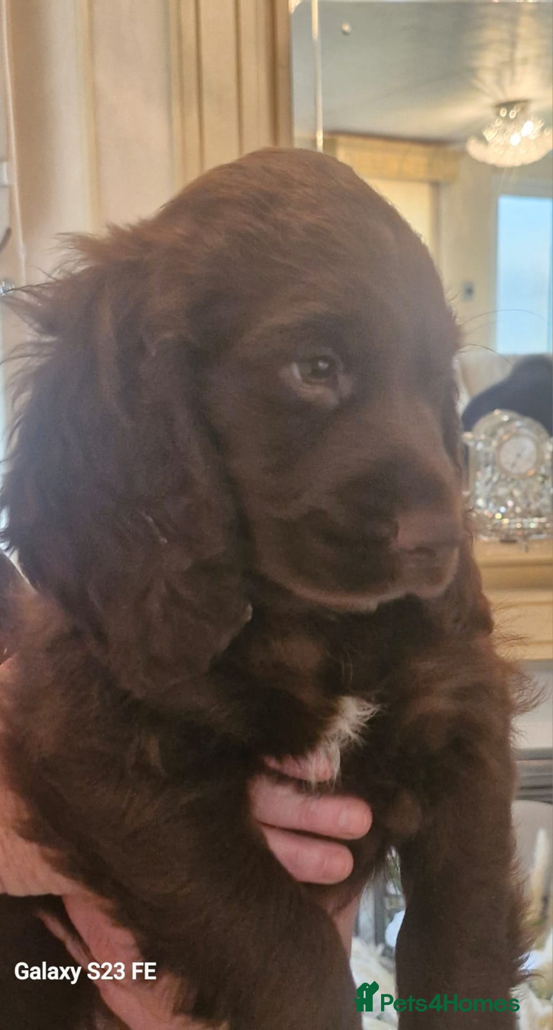 Cocker Spaniel dogs for sale: Cocker Spaniel puppies  - Image 33