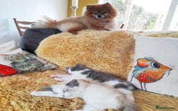 Ragdoll cats for sale: Maincoon ×Ragdoll (Ragcoon) kittens  - Image 20