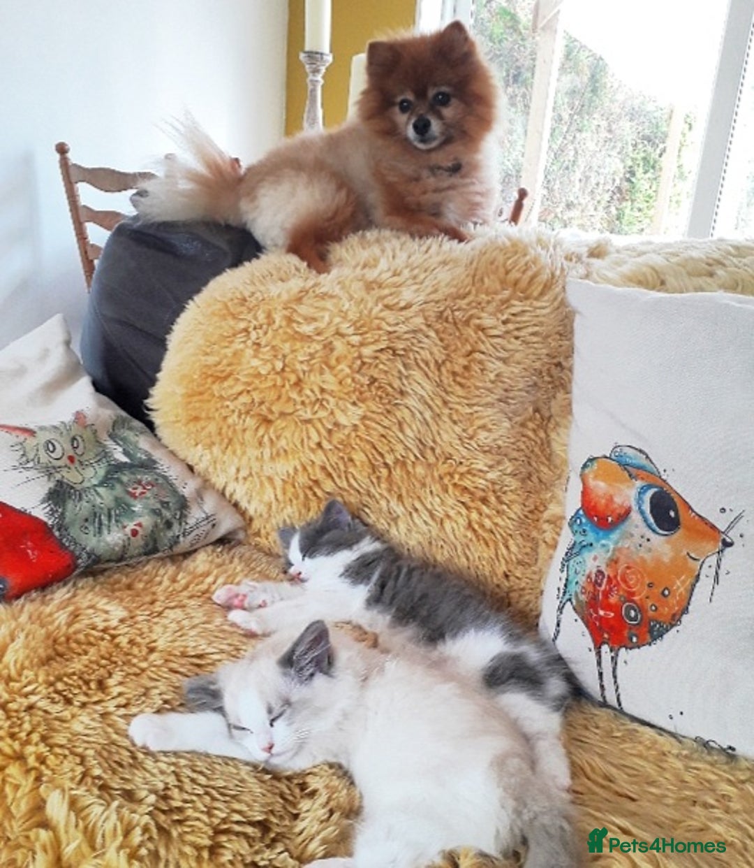 Ragdoll cats for sale: Maincoon ×Ragdoll (Ragcoon) kittens  - Image 20