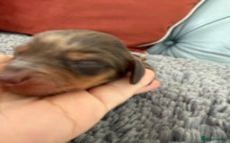 Miniature Dachshund dogs for sale: Long haired mini dachshund pups  - Image 9