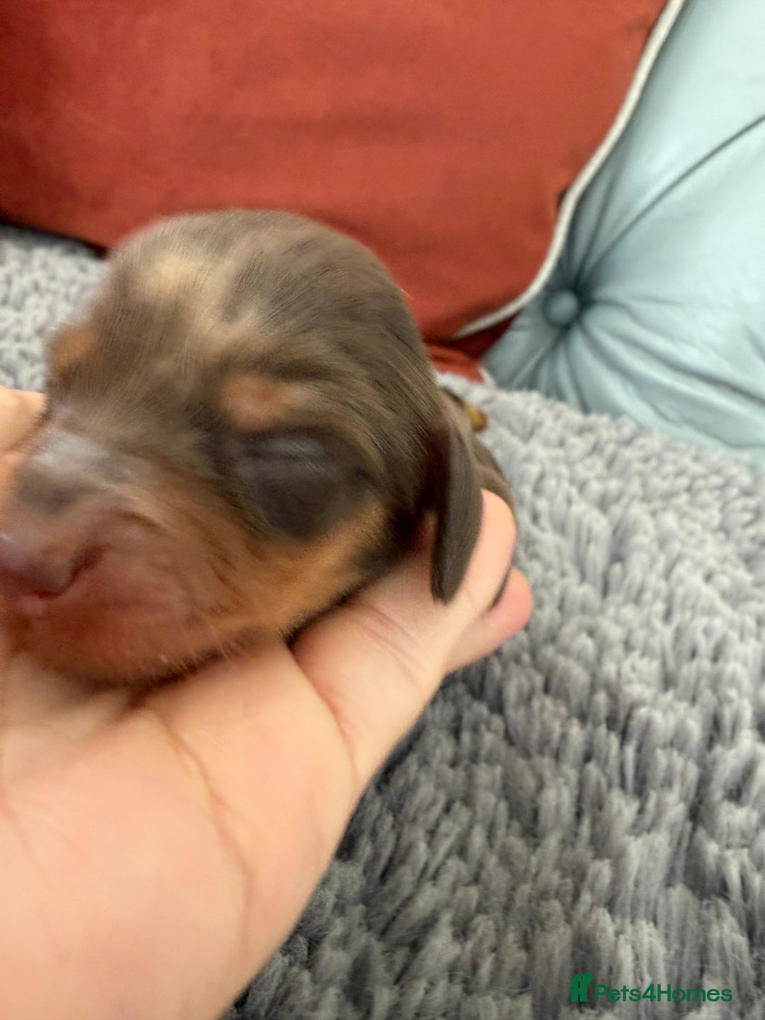 Miniature Dachshund dogs for sale: Long haired mini dachshund pups  - Image 9