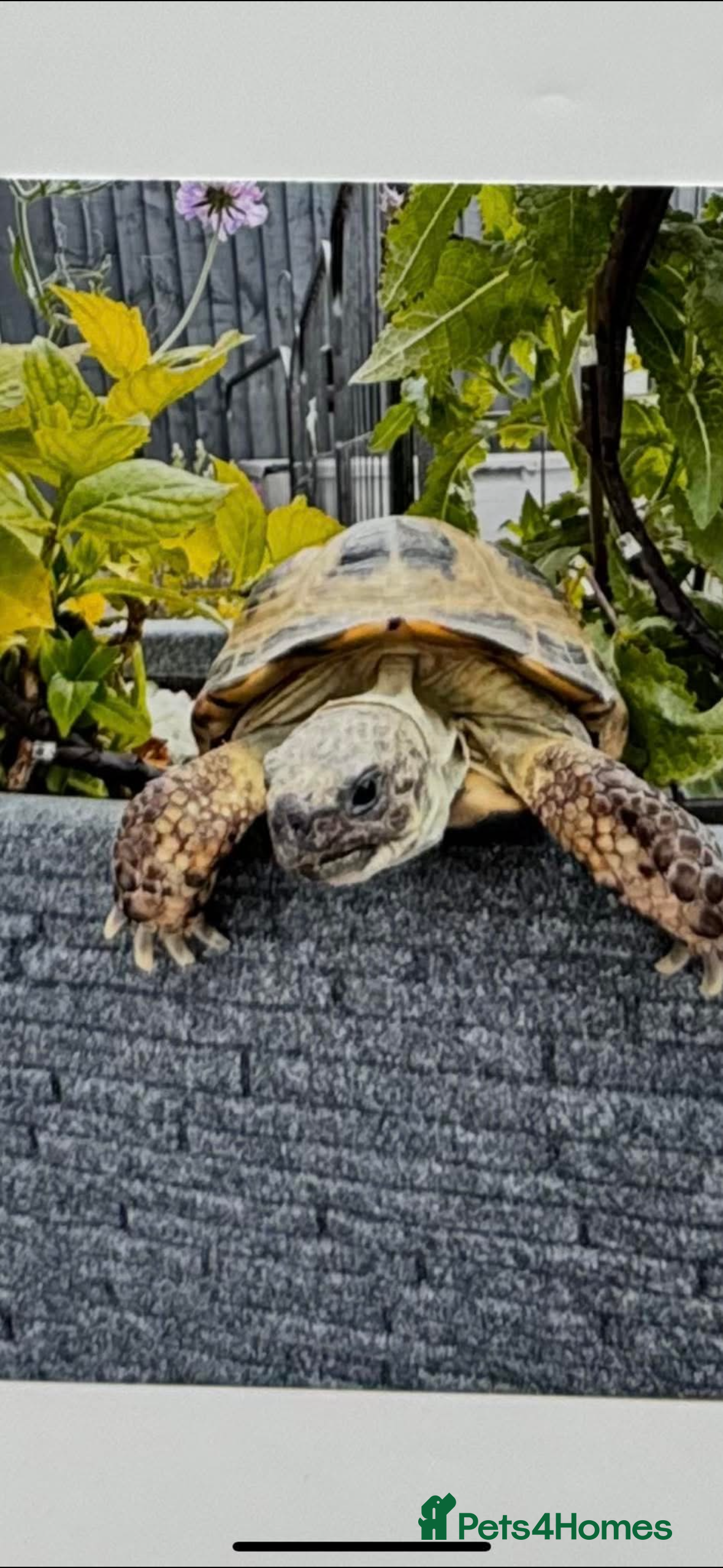 Tortoise reptiles Horsefield tortoise  - Advert 1