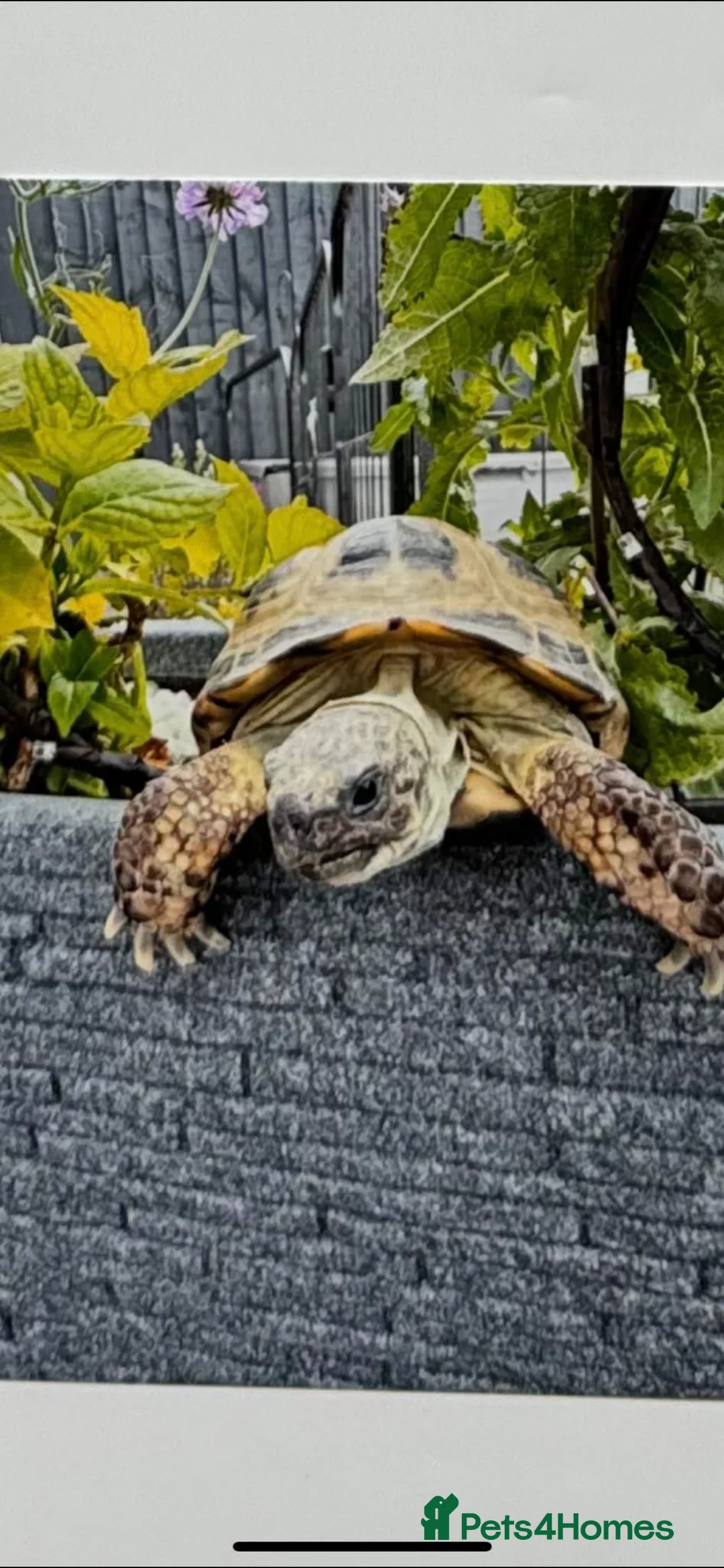 Tortoise reptiles for sale: Horsefield tortoise  - Advert 1