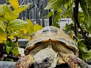 Tortoise reptiles Horsefield tortoise - Advert 1