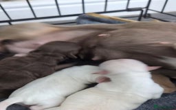 Chihuahua dogs for sale: Beautiful Chihuahua pups - Image 19