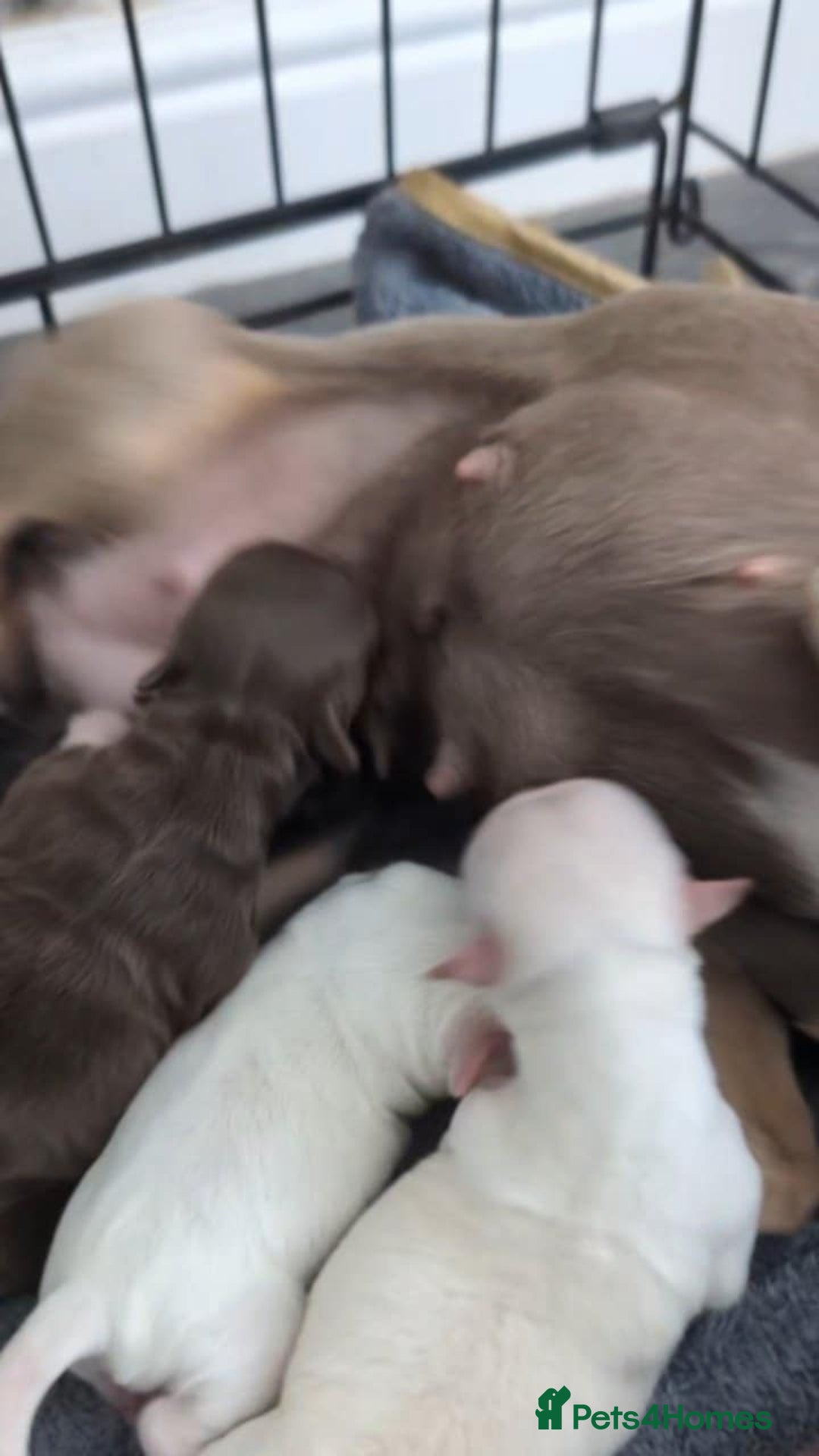 Chihuahua dogs for sale: Beautiful Chihuahua pups - Image 19