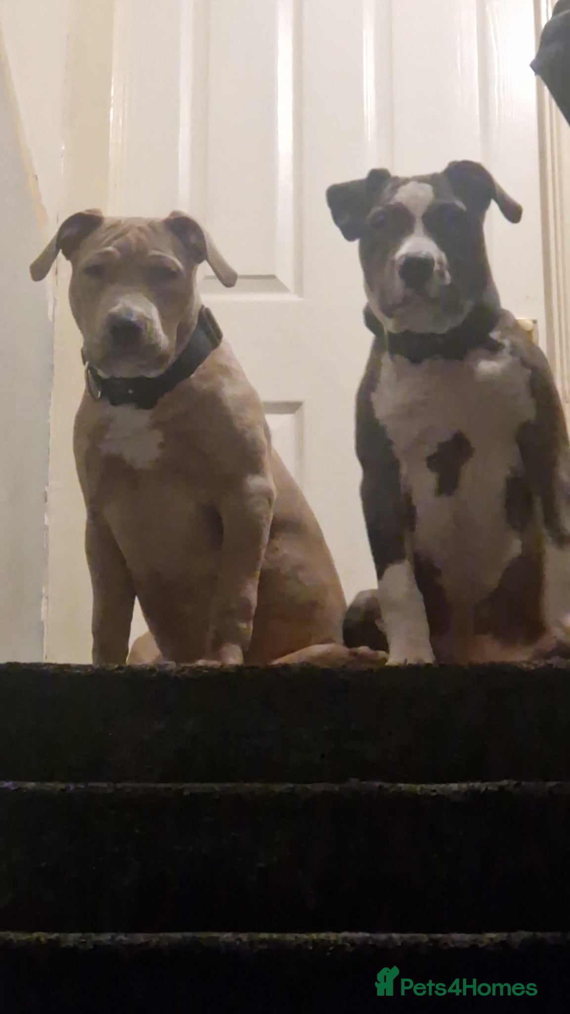 Mixed Breed dogs Blue & beau - Advert 9