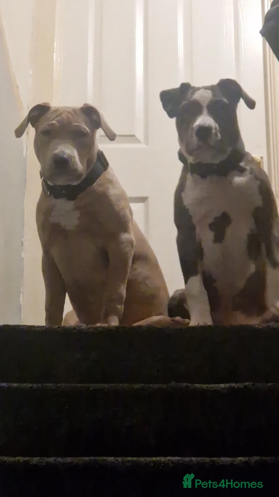 Mixed Breed dogs for sale: Blue & beau - Advert 1
