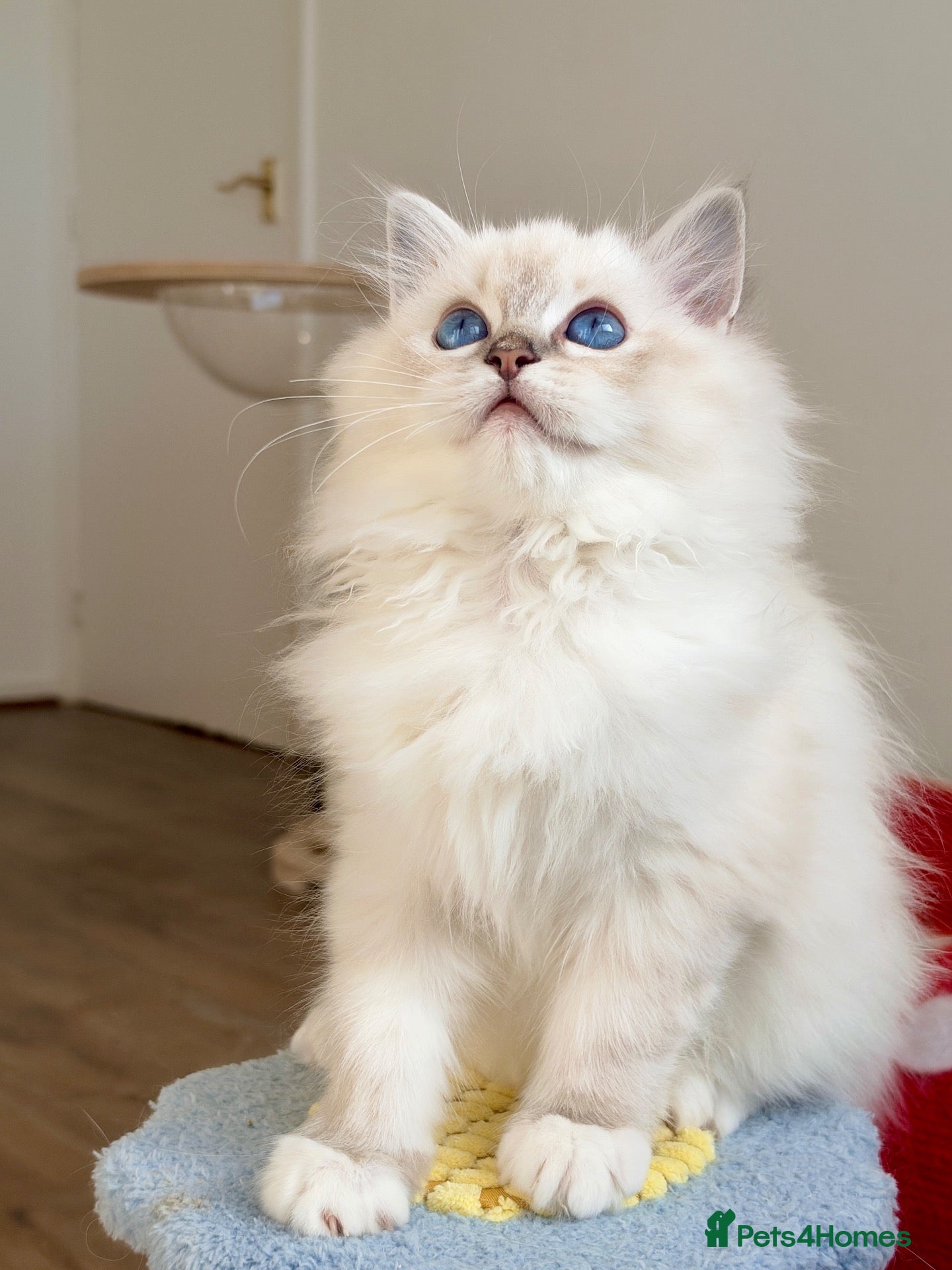 Ragdoll cats TICA Registered Blue Lynx Ragdoll 💙Deep Blue Eyes - Advert 2