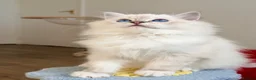 Ragdoll cats for sale: Ready To Leave Blue Lynx Ragdoll 💙Deep Blue Eyes - Advert 4
