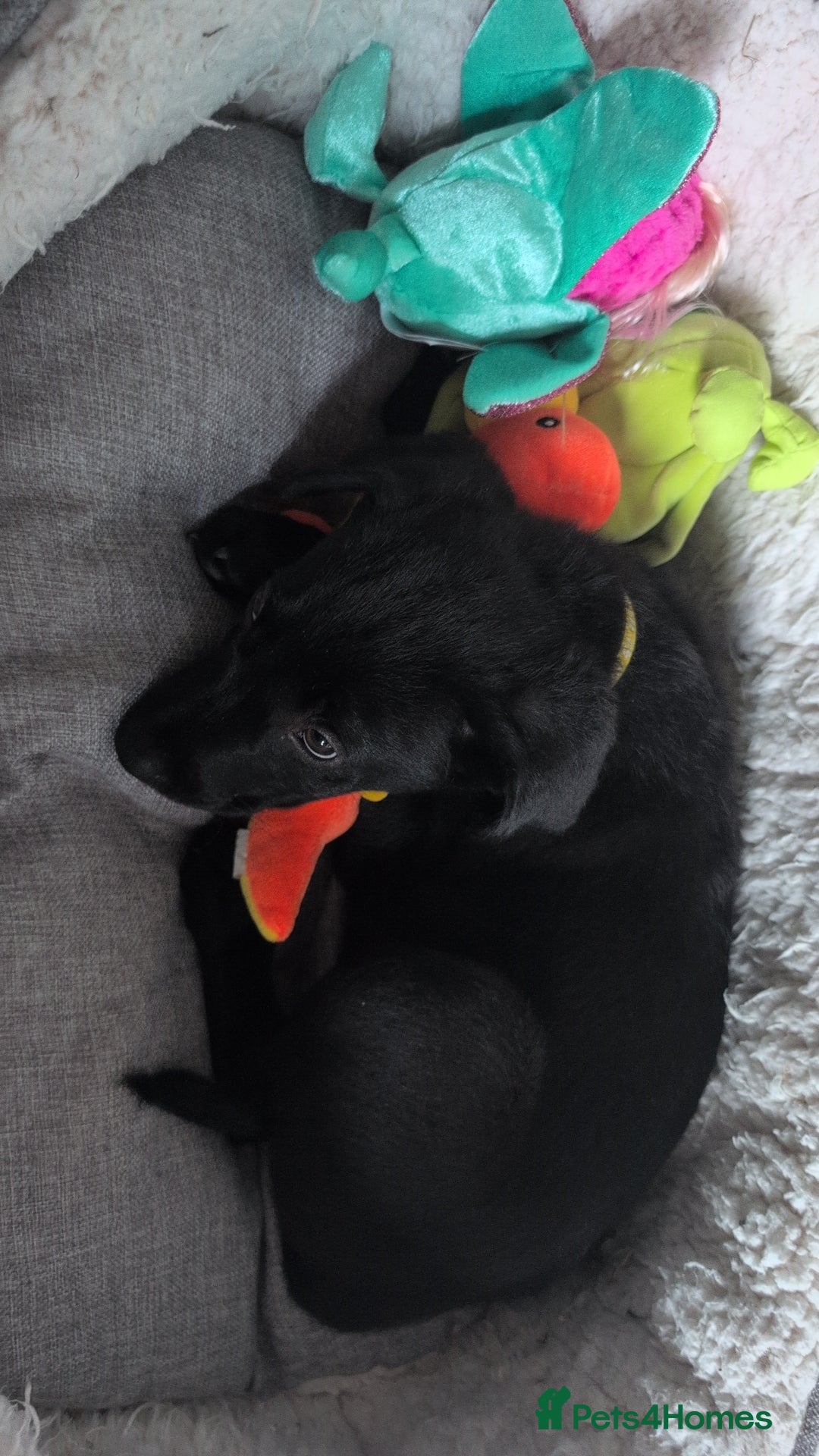 Mixed Breed dogs for sale: Canecorso cross lab - Image 3