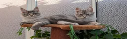 Maine Coon cats for sale: Stunning Maine coon kittens - Advert 14