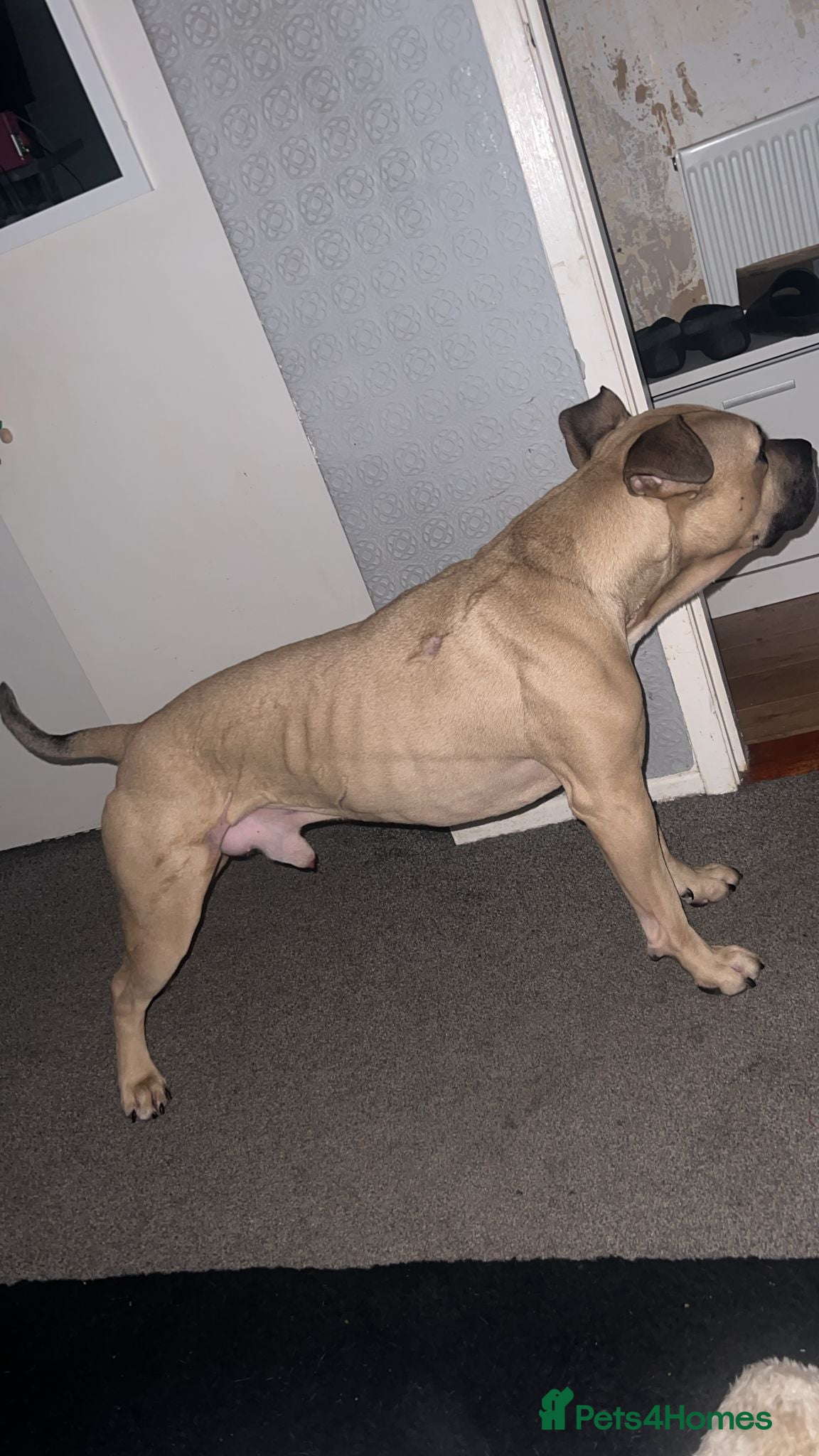 Mixed Breed dogs Bruce - Advert 2