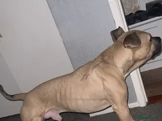 Mixed Breed dogs Bruce - Advert 6